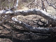 rra delle Concazze-20110410 028